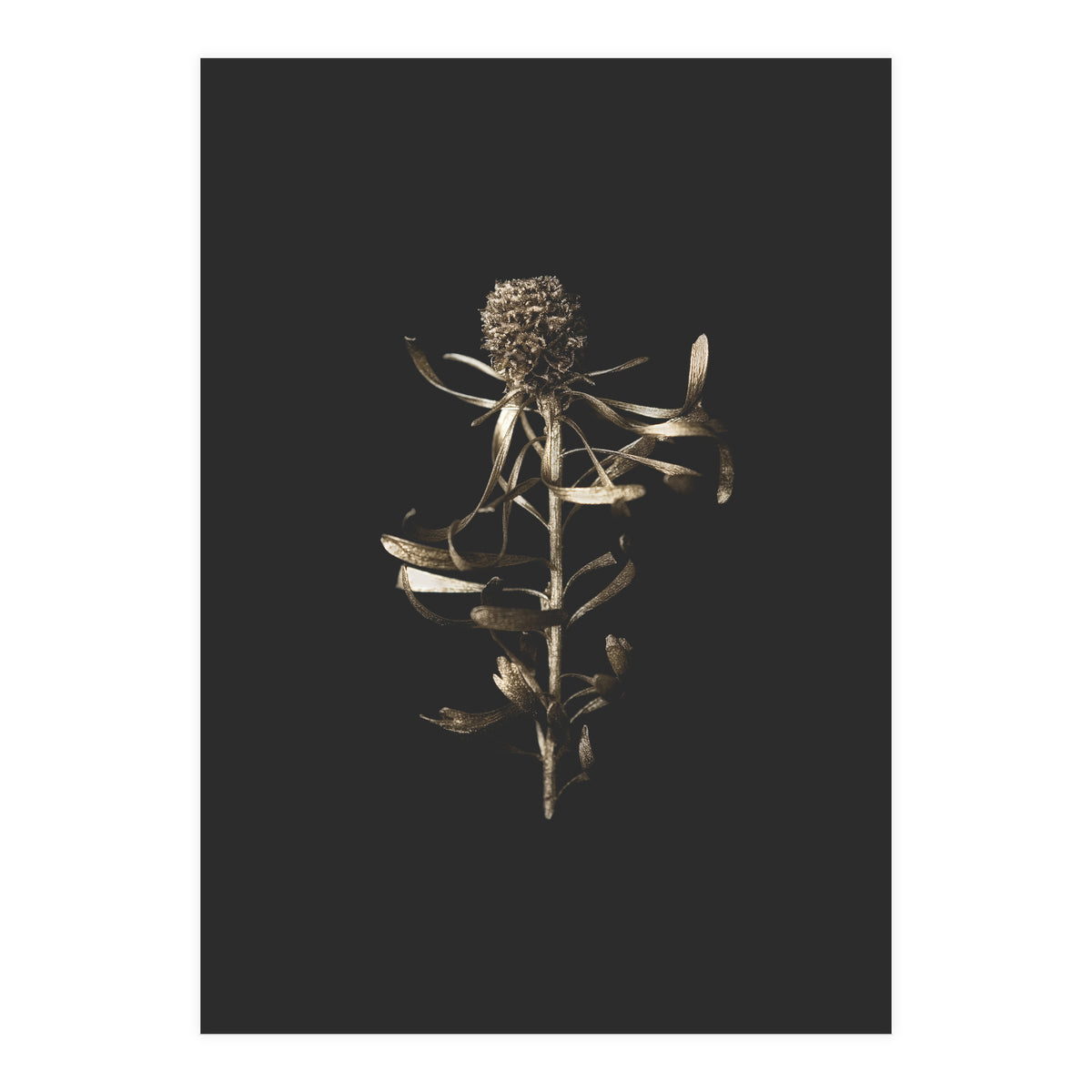 Golden Botanicals -  Square (Print Only)