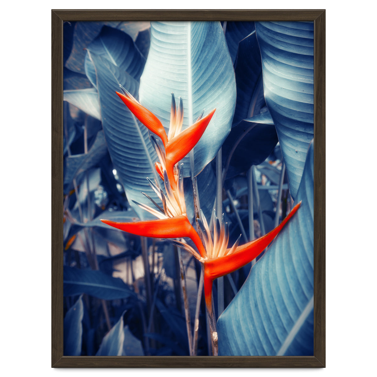 Parakeet Tropical Flower