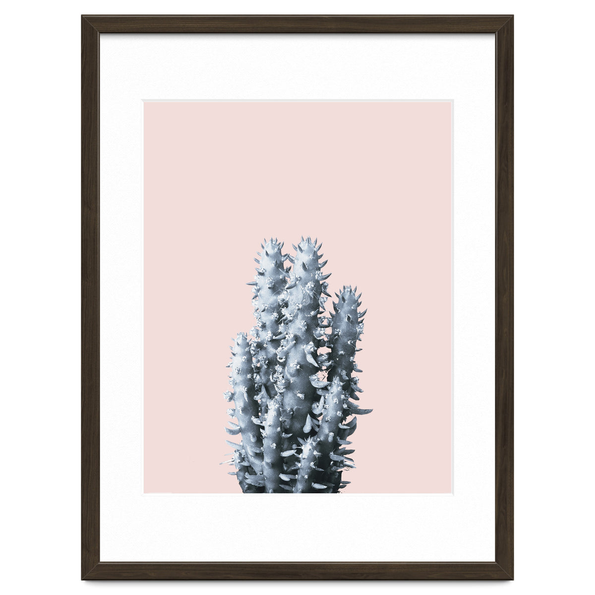 Cactus collection BL-III