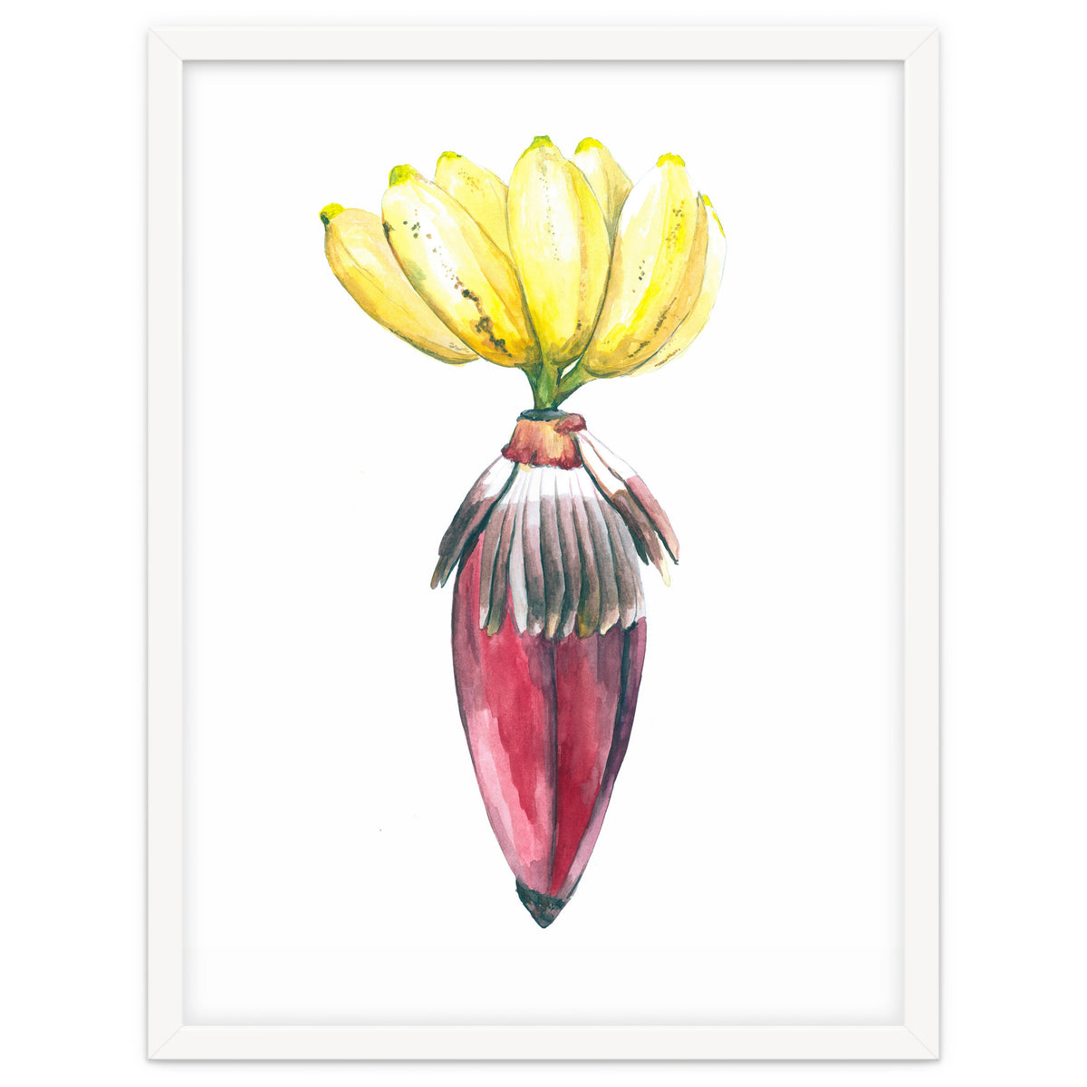 Botanical Illustration Banana