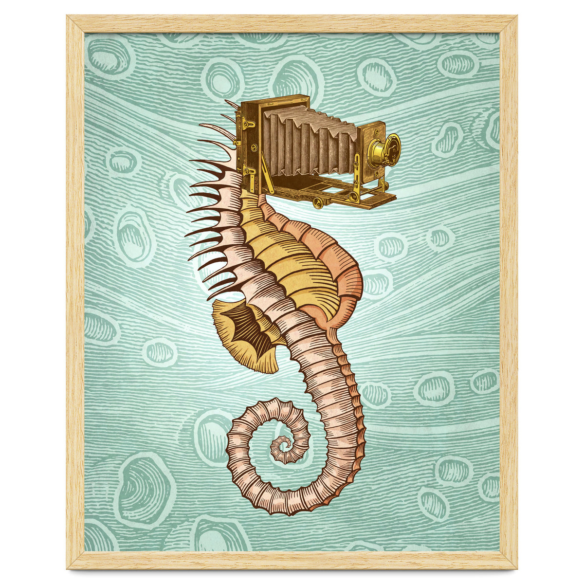 Hippocampus Camerarum