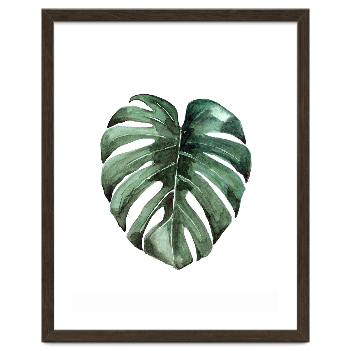 Botanical Illustration Monstera Deliciosa