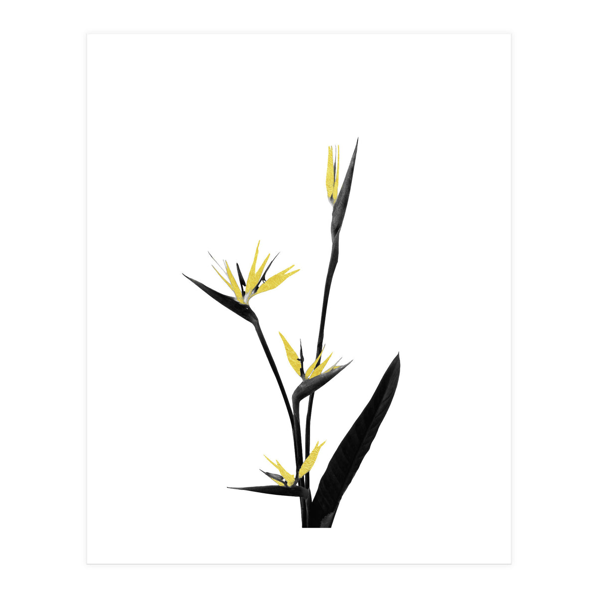 Flower Minimal Black And Gold 05 (Print Only)