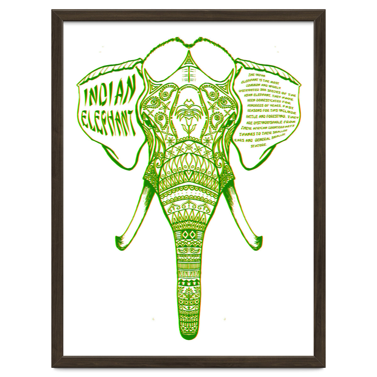 Indian Elephant