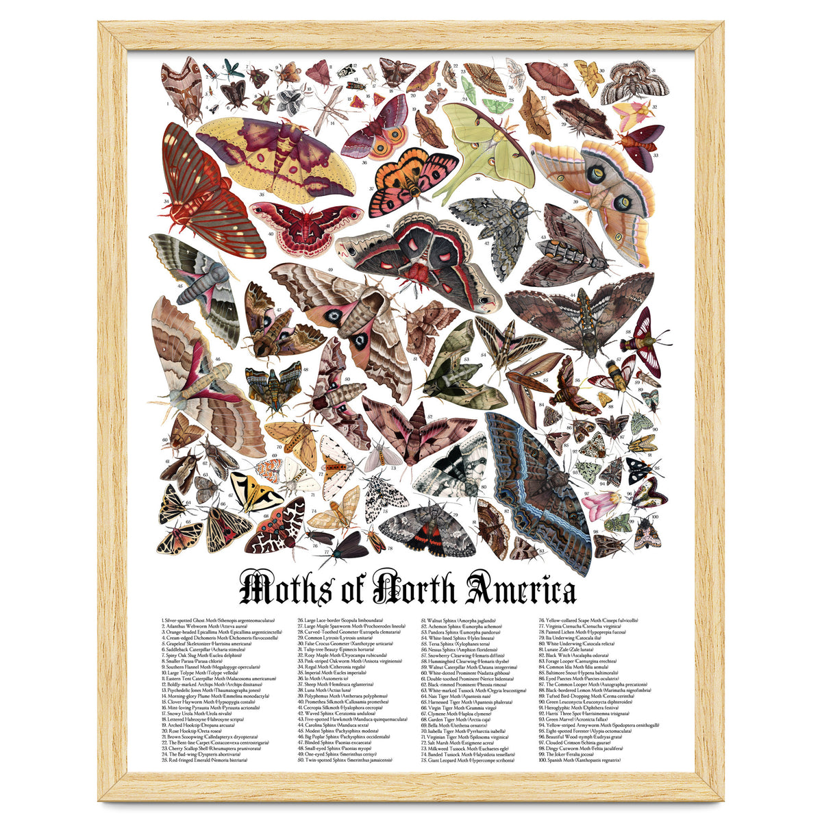 Moths of North America