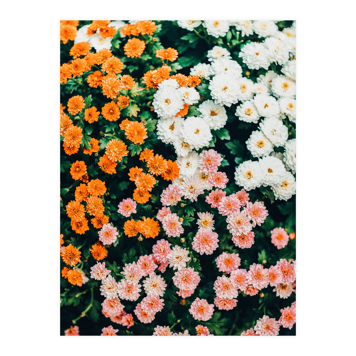 In My Garden (Print Only)