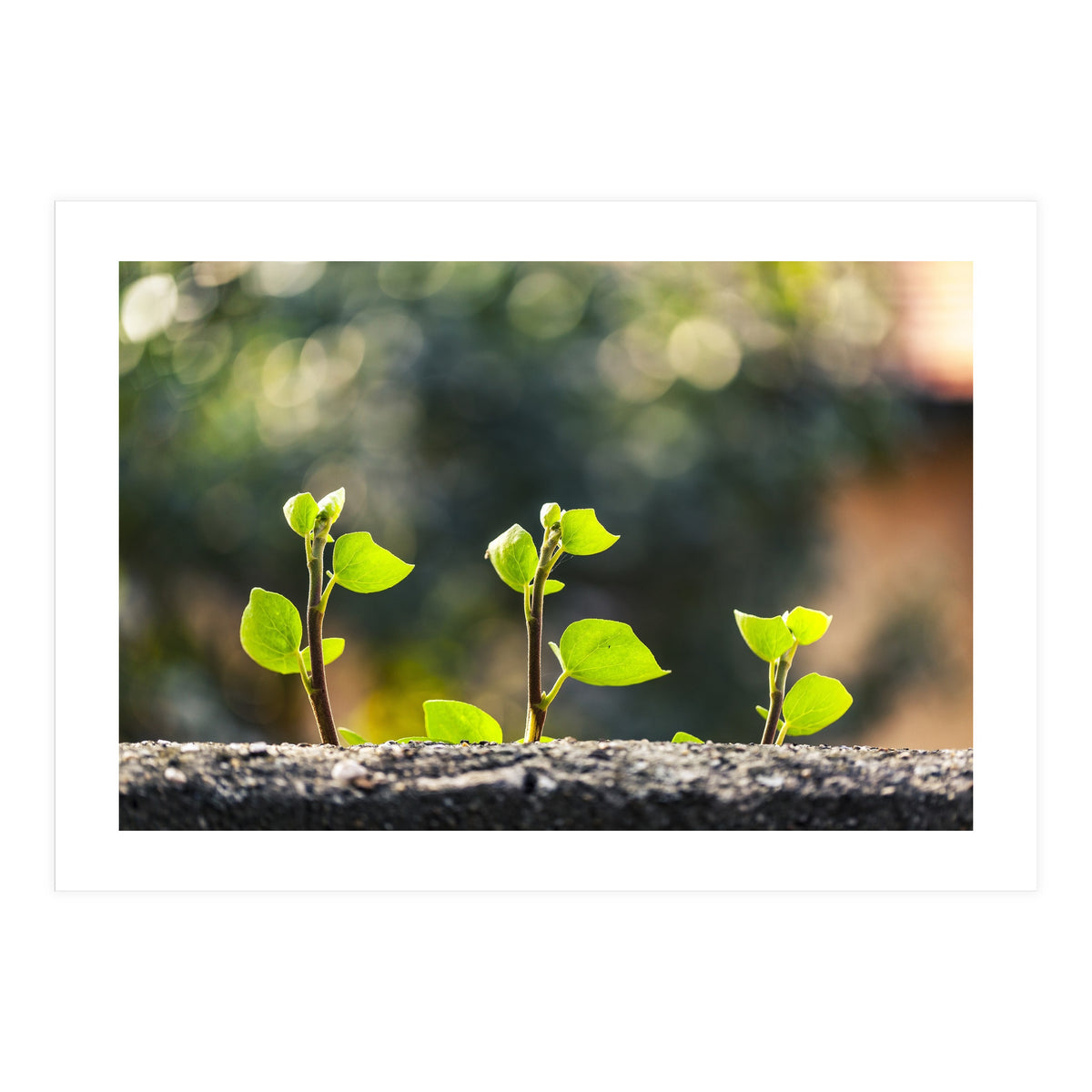 Plant in Nature (Print Only)