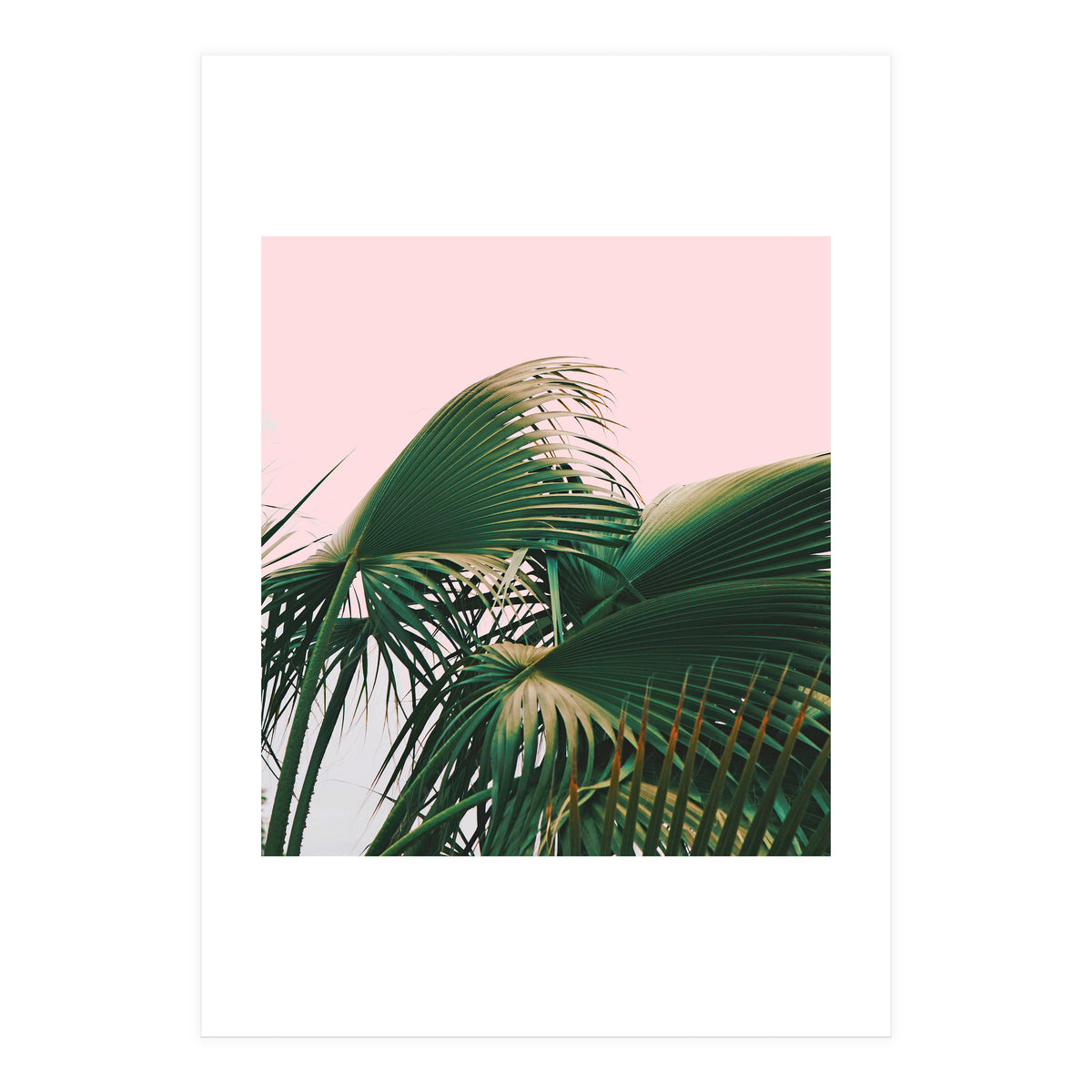Palm Love (Print Only)