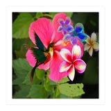 Hummingbird (Print Only) thumbnail