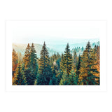 Pine Beauty (Print Only) thumbnail