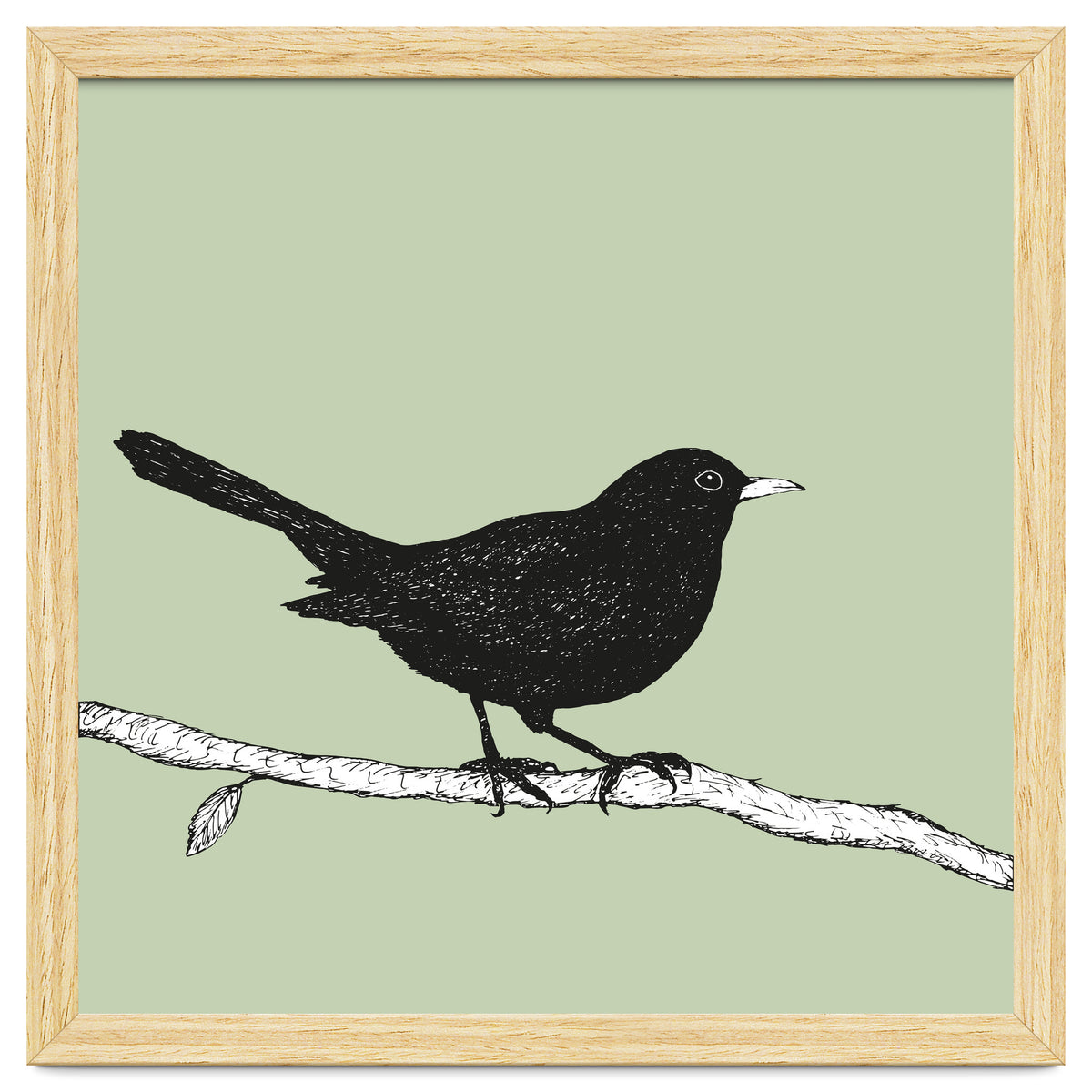 Blackbird pen drawing