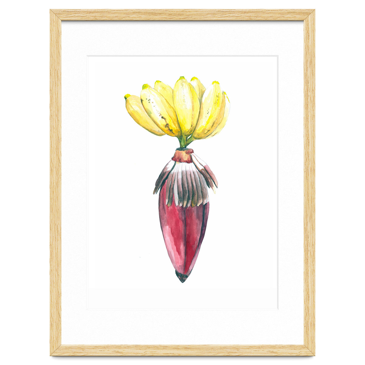 Botanical Illustration Banana