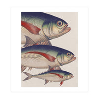 Fish Classic Designs 5 (Print Only)