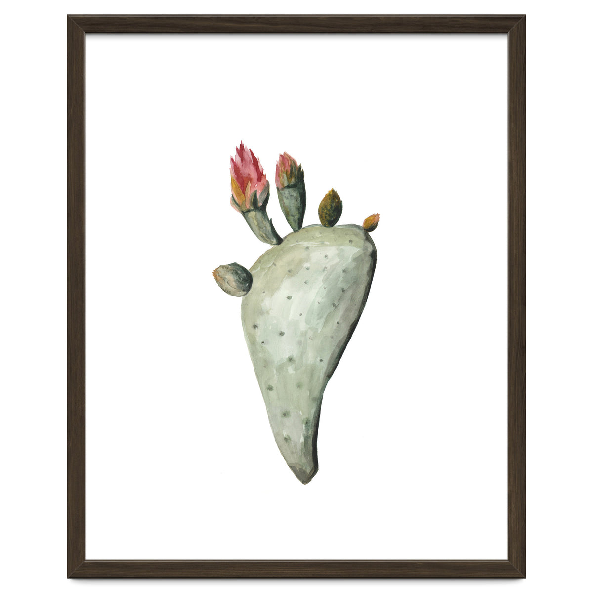 Botanical Illustration Cactus Flowers