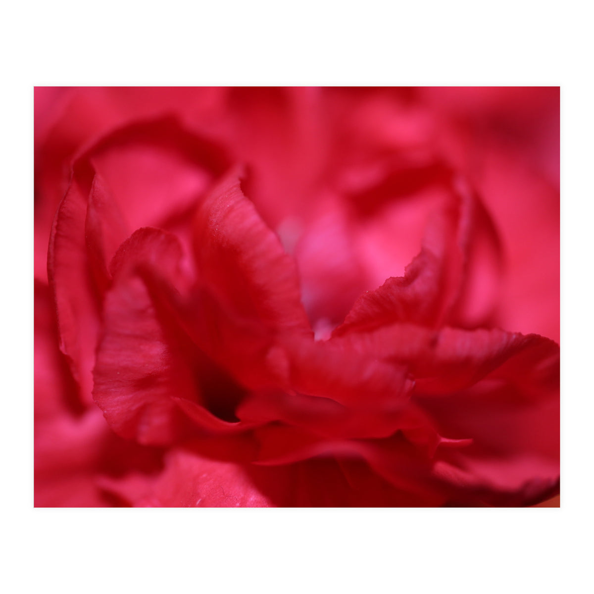 Red Peony (Print Only)