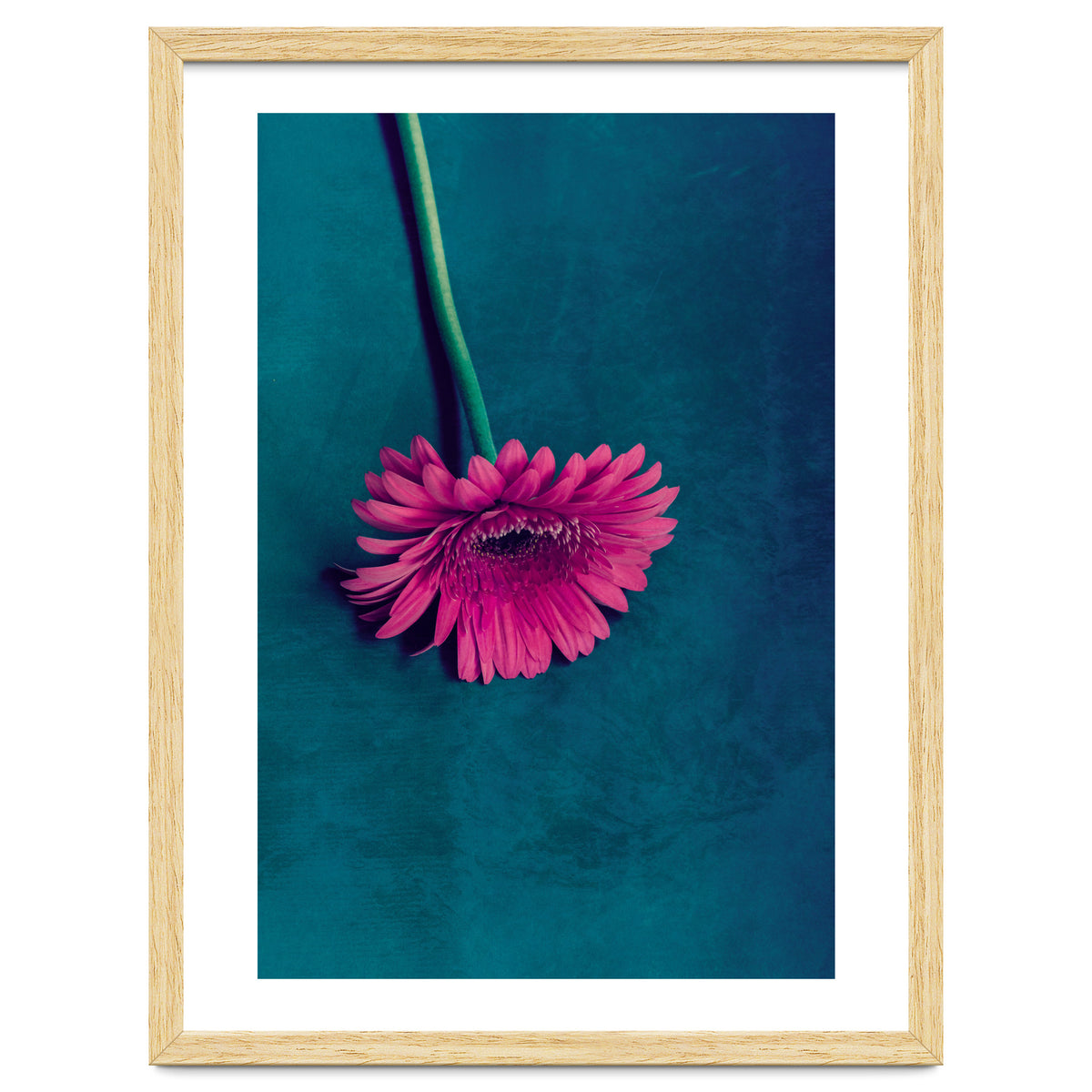 Gerbera for love