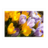 Spring (Print Only) thumbnail