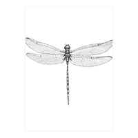 Dragonfly Wings (Print Only)