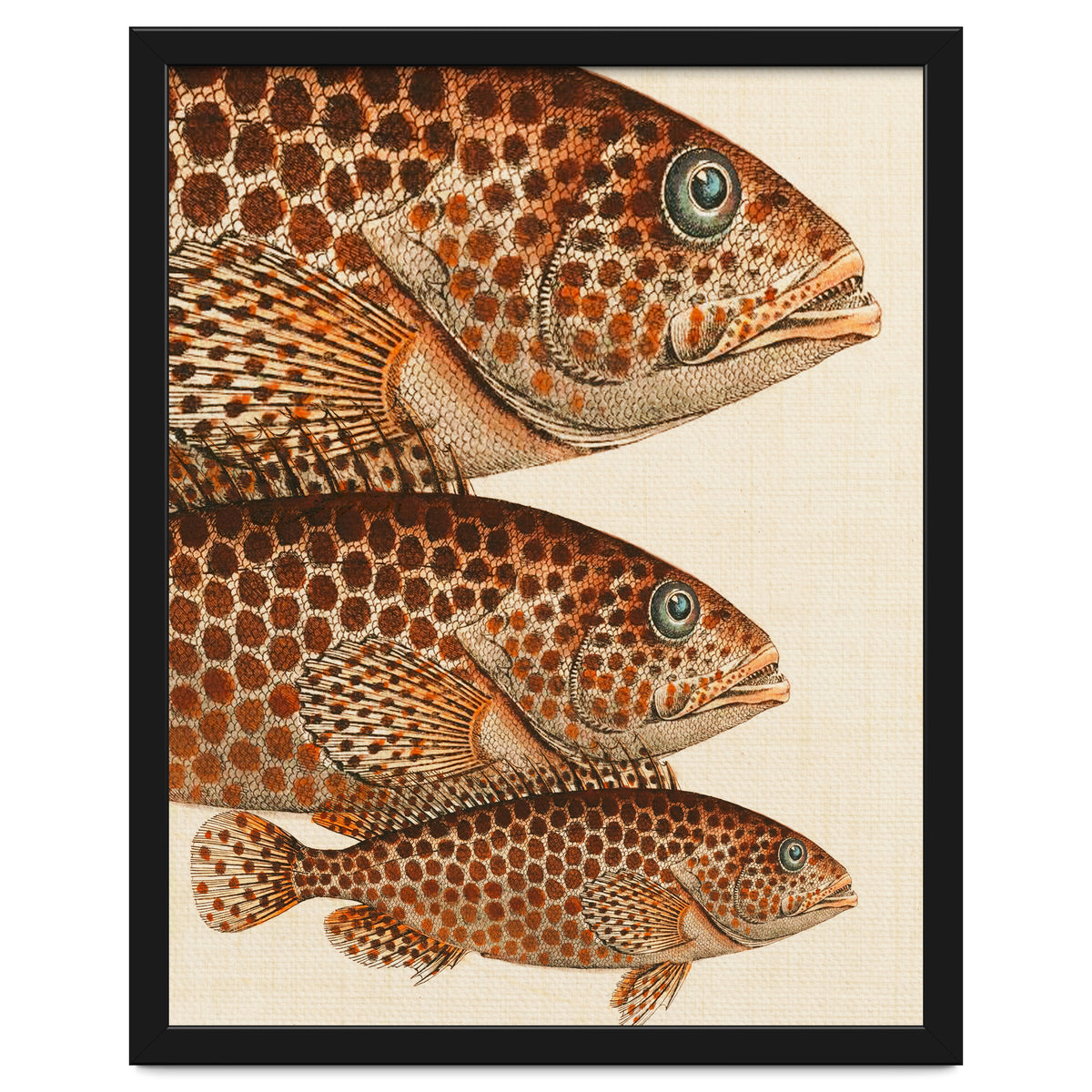 Fish Classic Designs 6