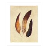 Three Feathers (Print Only) thumbnail