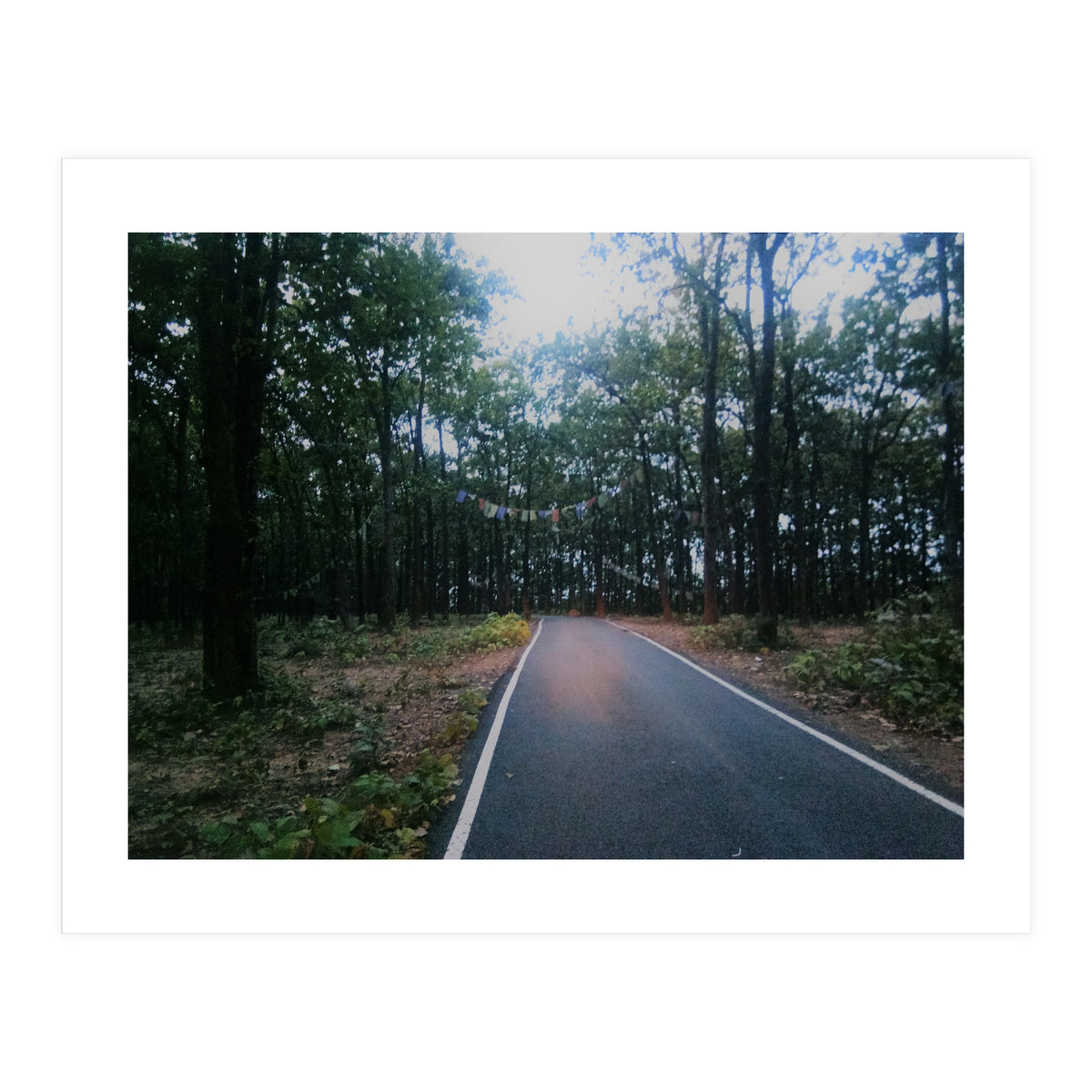 In To The Wild (Print Only)