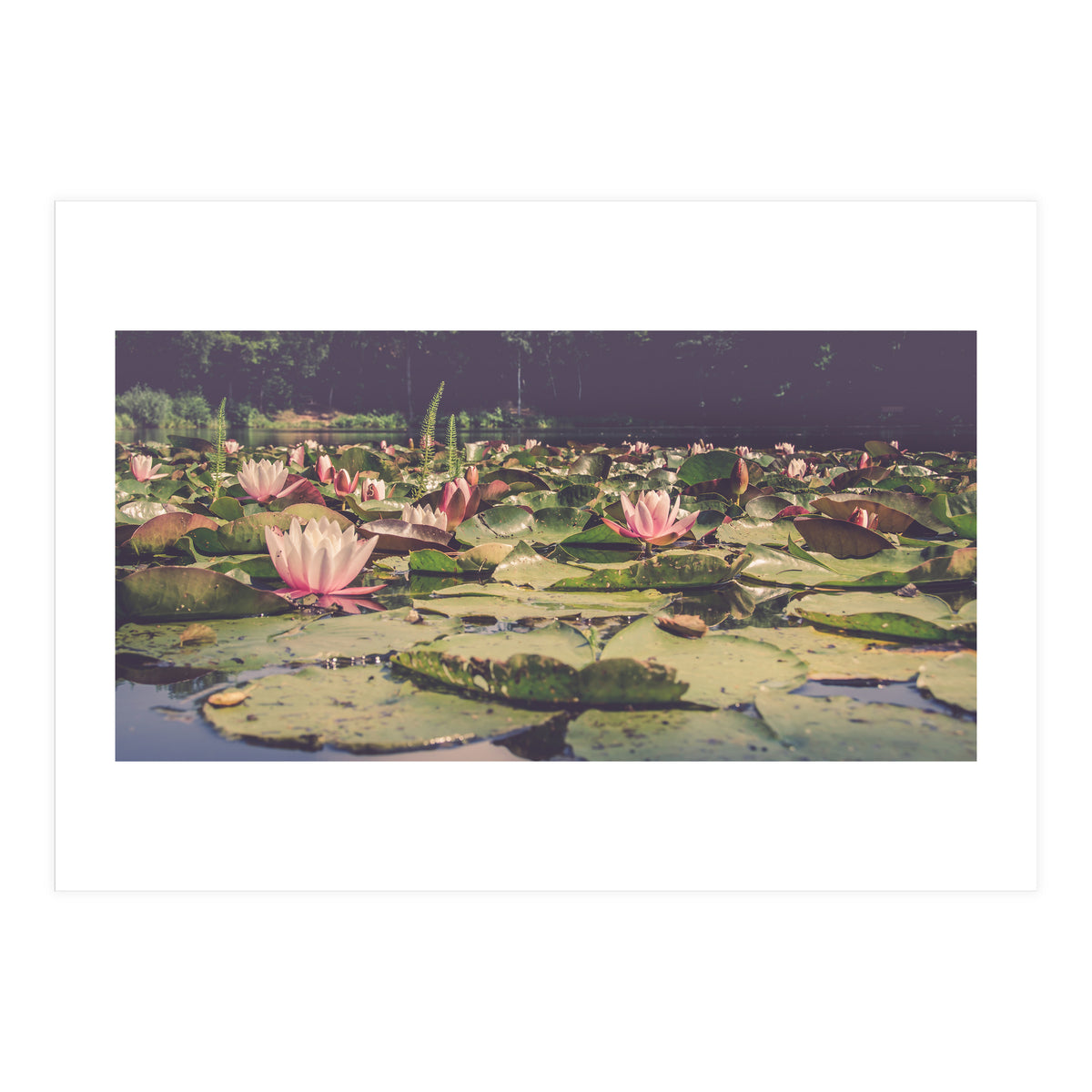 Waterlilies (Print Only)
