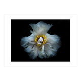 Backyard Flowers 49 Color Version (Print Only) thumbnail