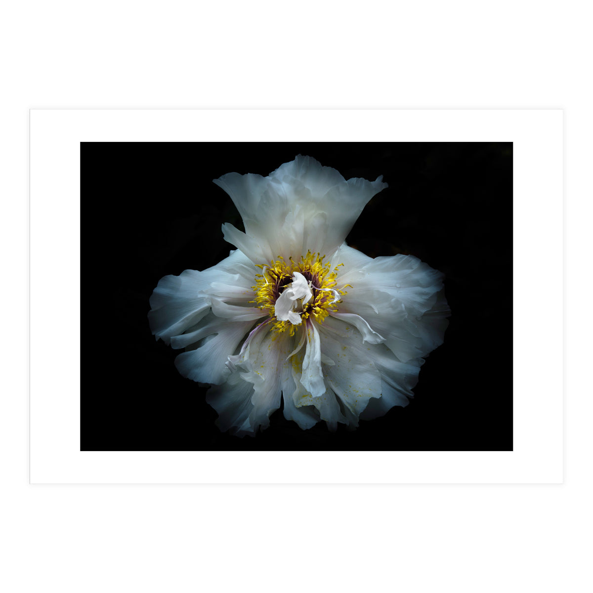 Backyard Flowers 49 Color Version (Print Only)