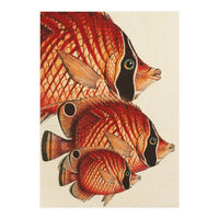 Fish Classic Designs 2 (Print Only)
