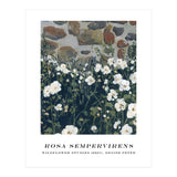Rosa Sempervirens  (Print Only) thumbnail
