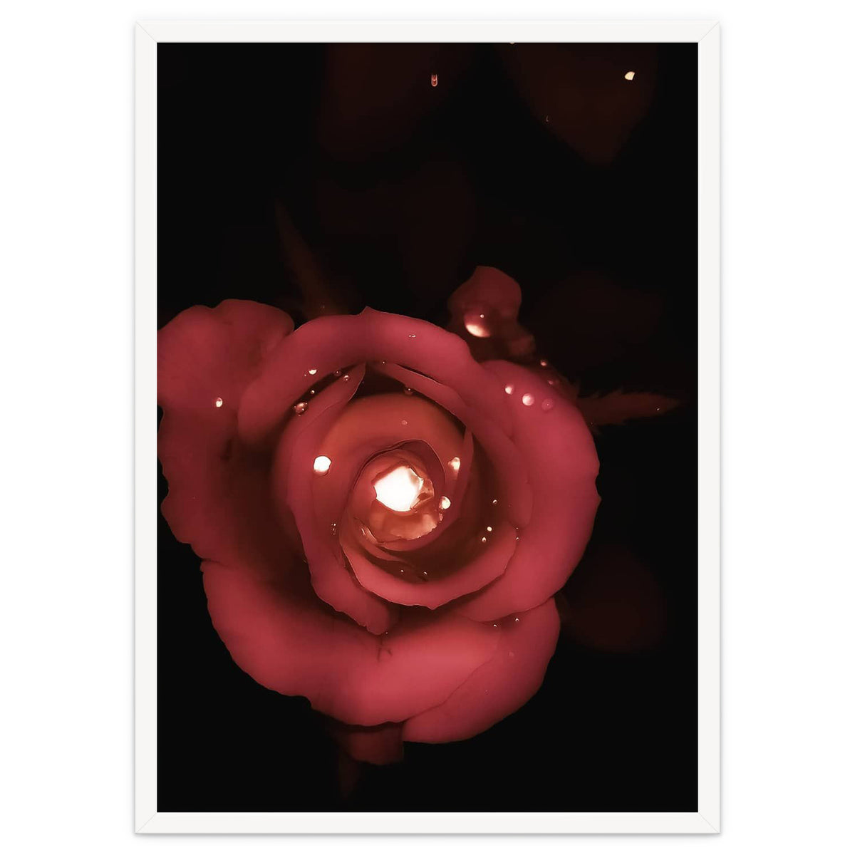 Lighting Rose