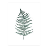 Botanical Illustration Silverfern (Print Only) thumbnail
