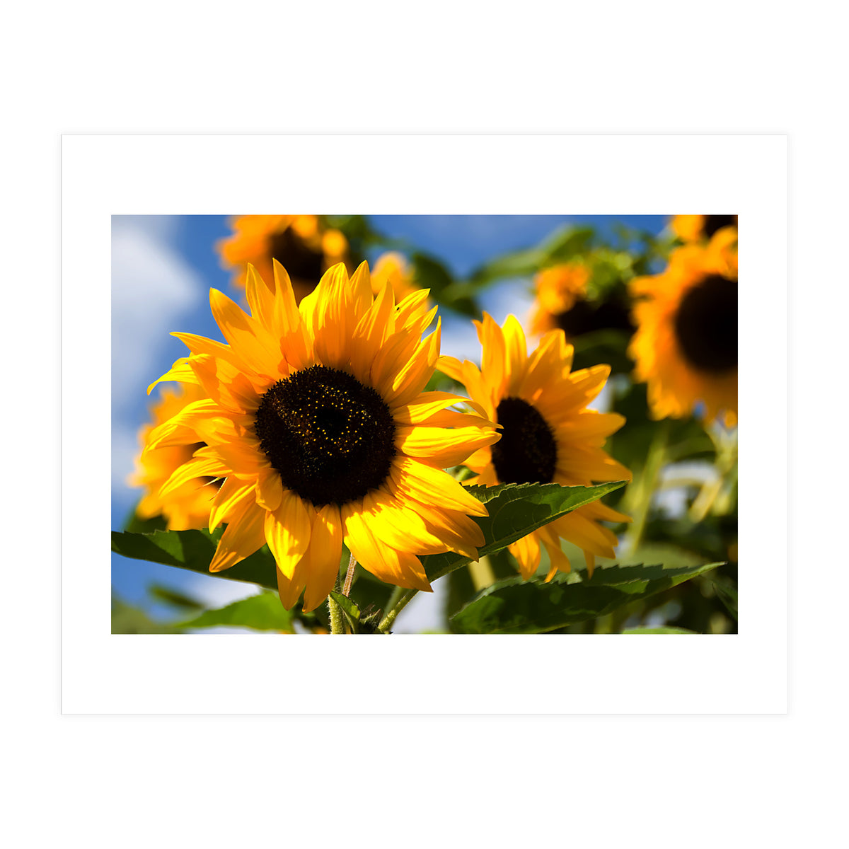 Sunflowers (Print Only)