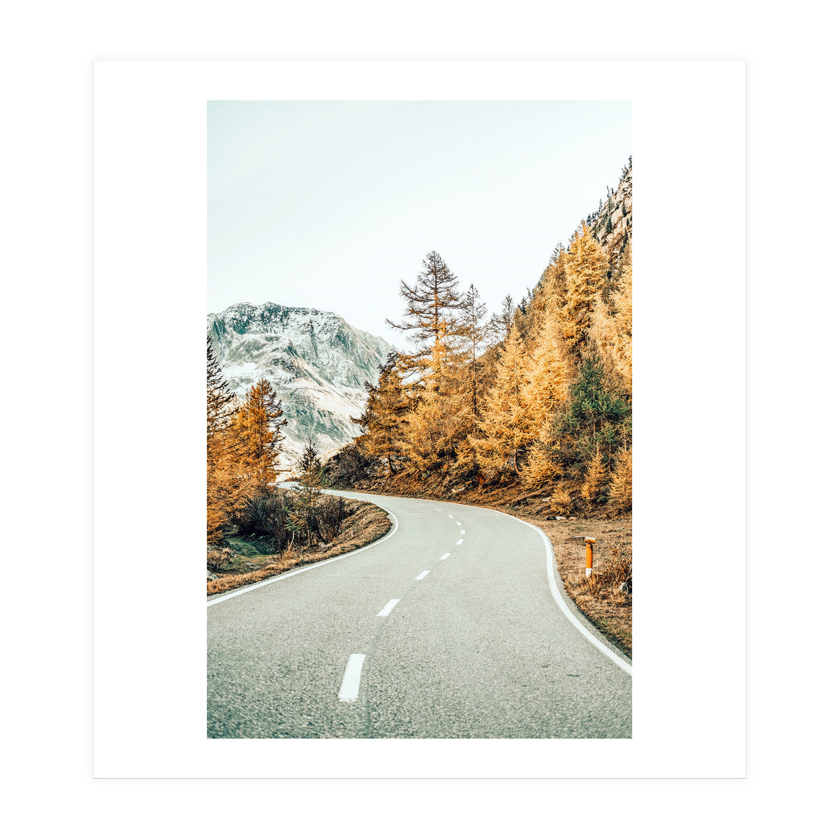 Snow and Golden Pine (Print Only)