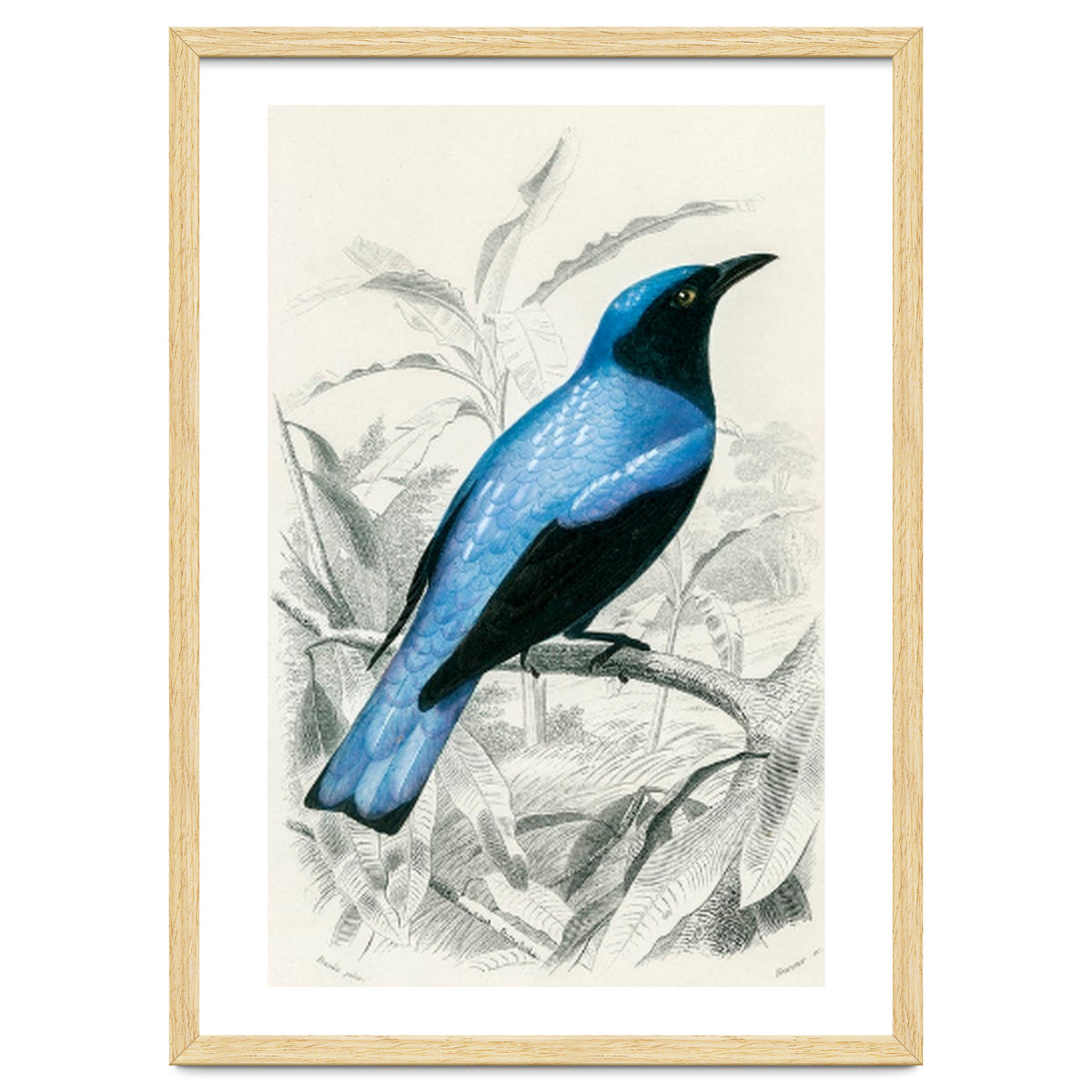 Square-tailed drongo illustrated