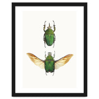Cc Insects 02