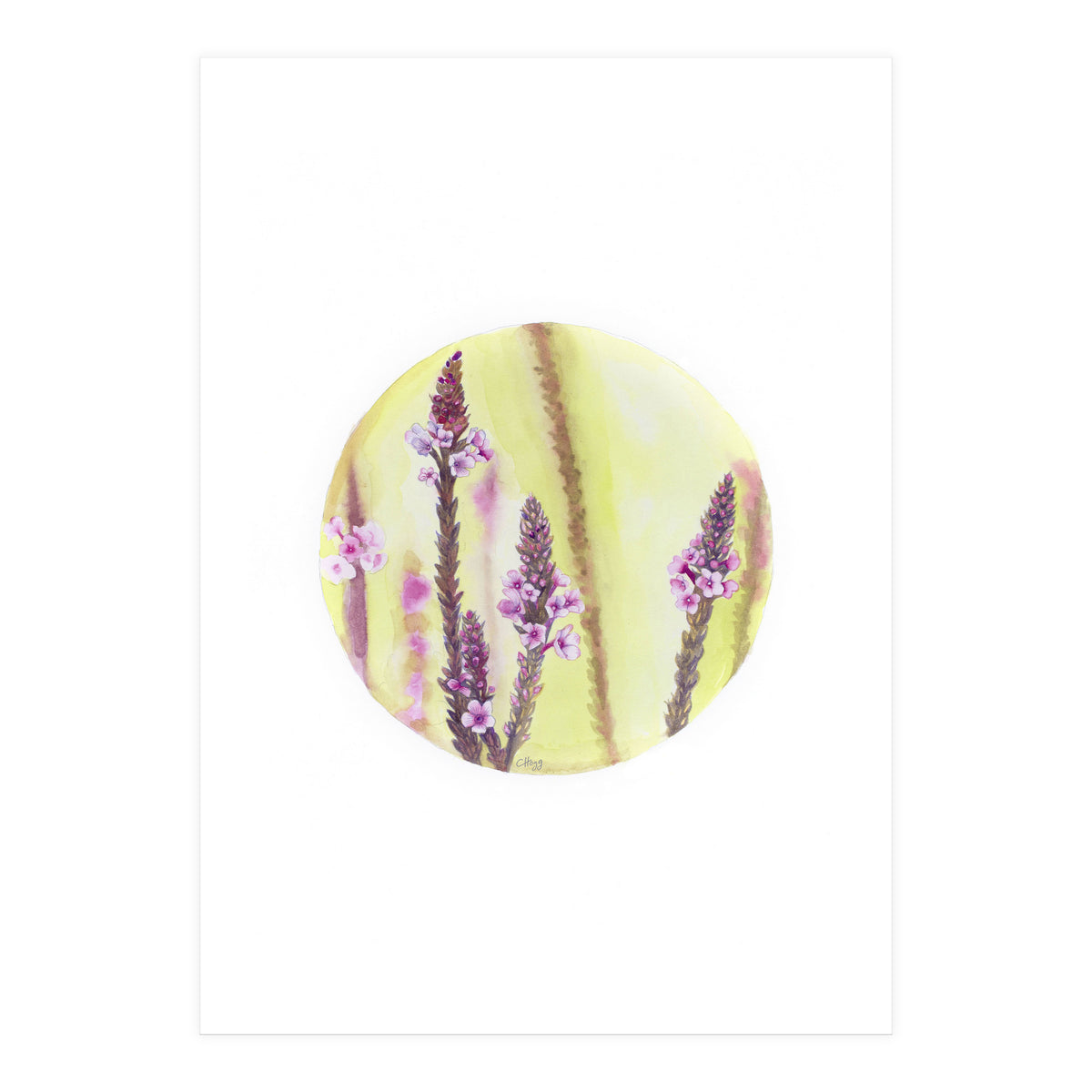 Circular Verbena (Print Only)