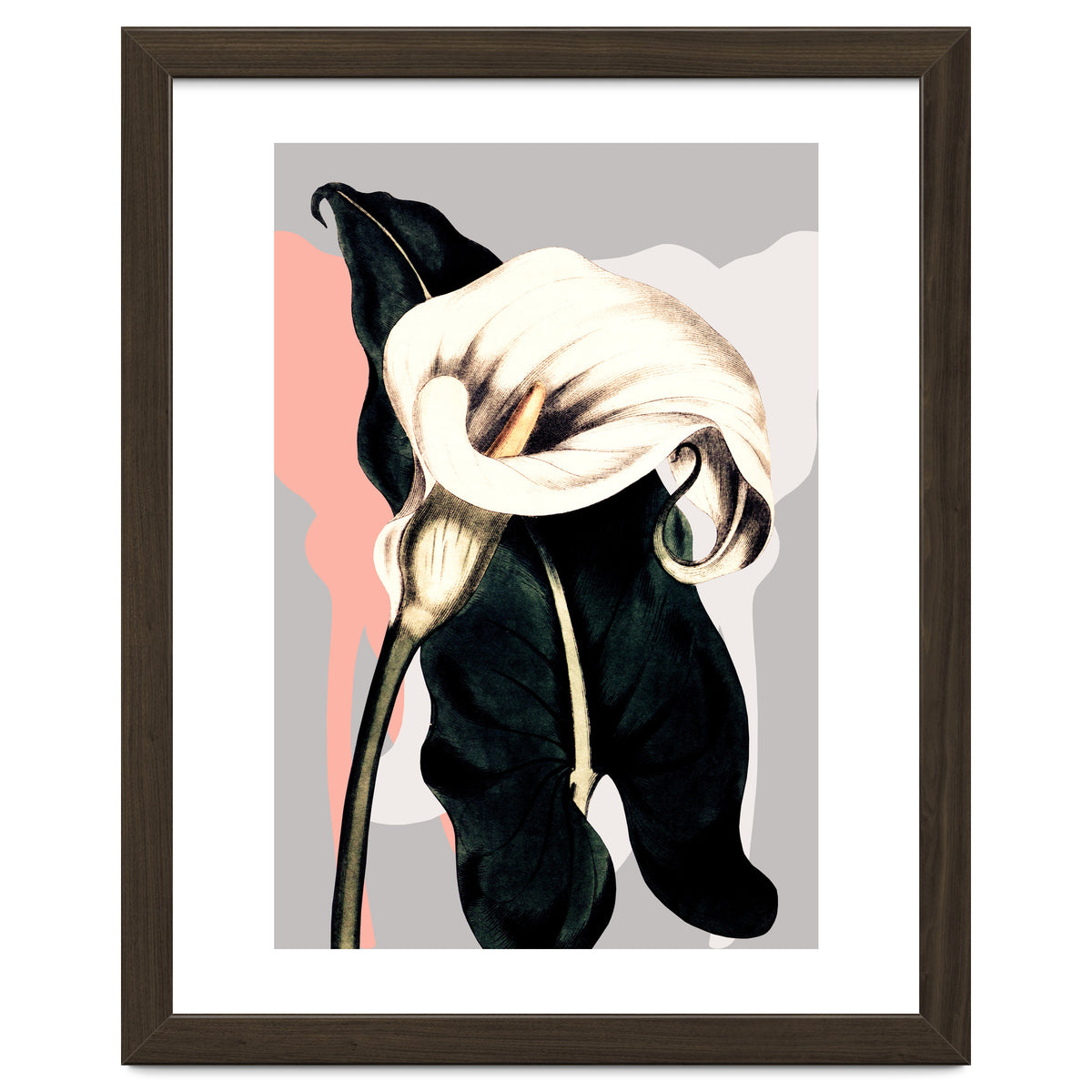 Calla lily flower
