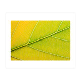Autumn Leaf (Print Only) thumbnail