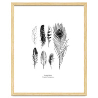 English Feather Variations