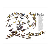 Warblers of New England (Print Only)