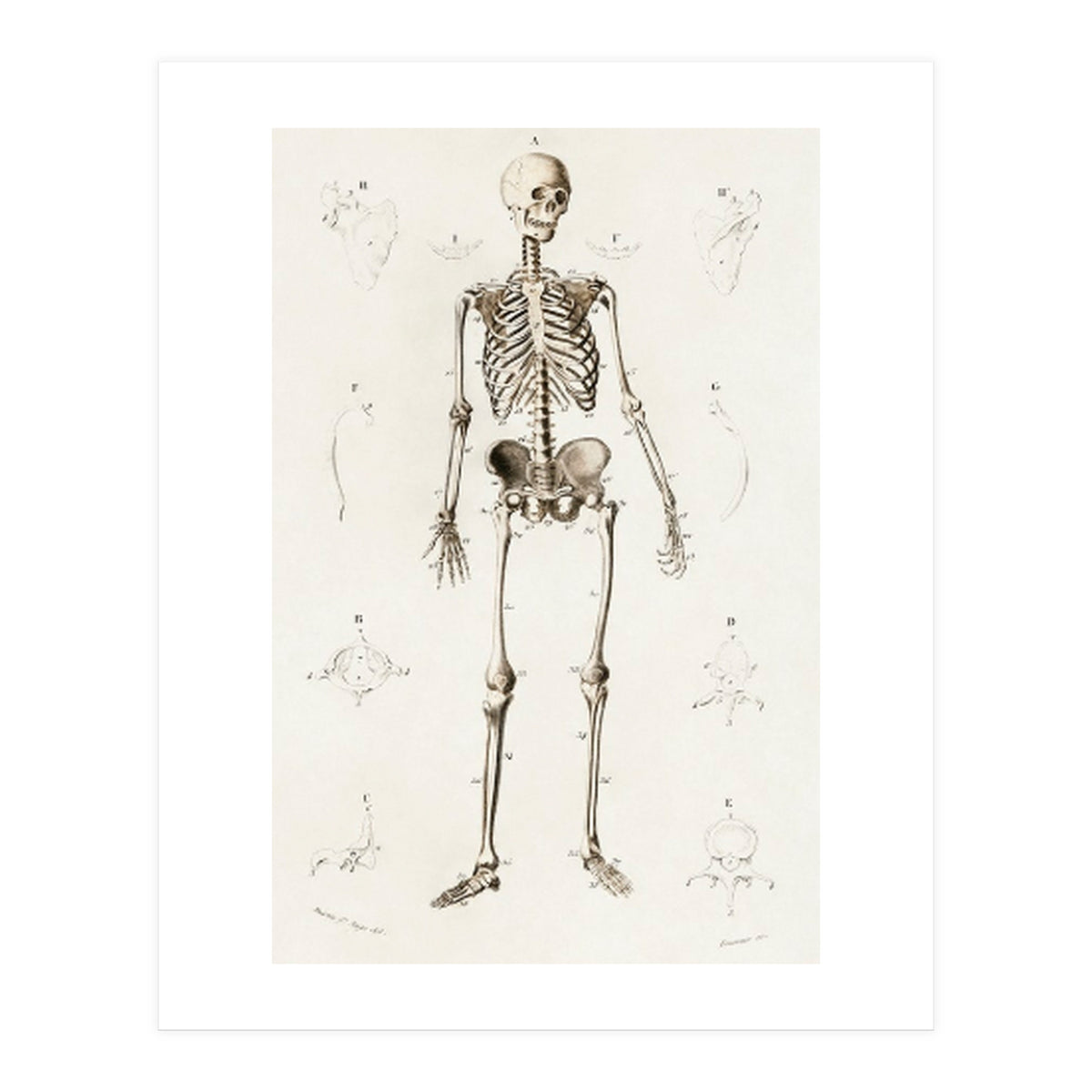Human skeleton illustrated (Print Only)