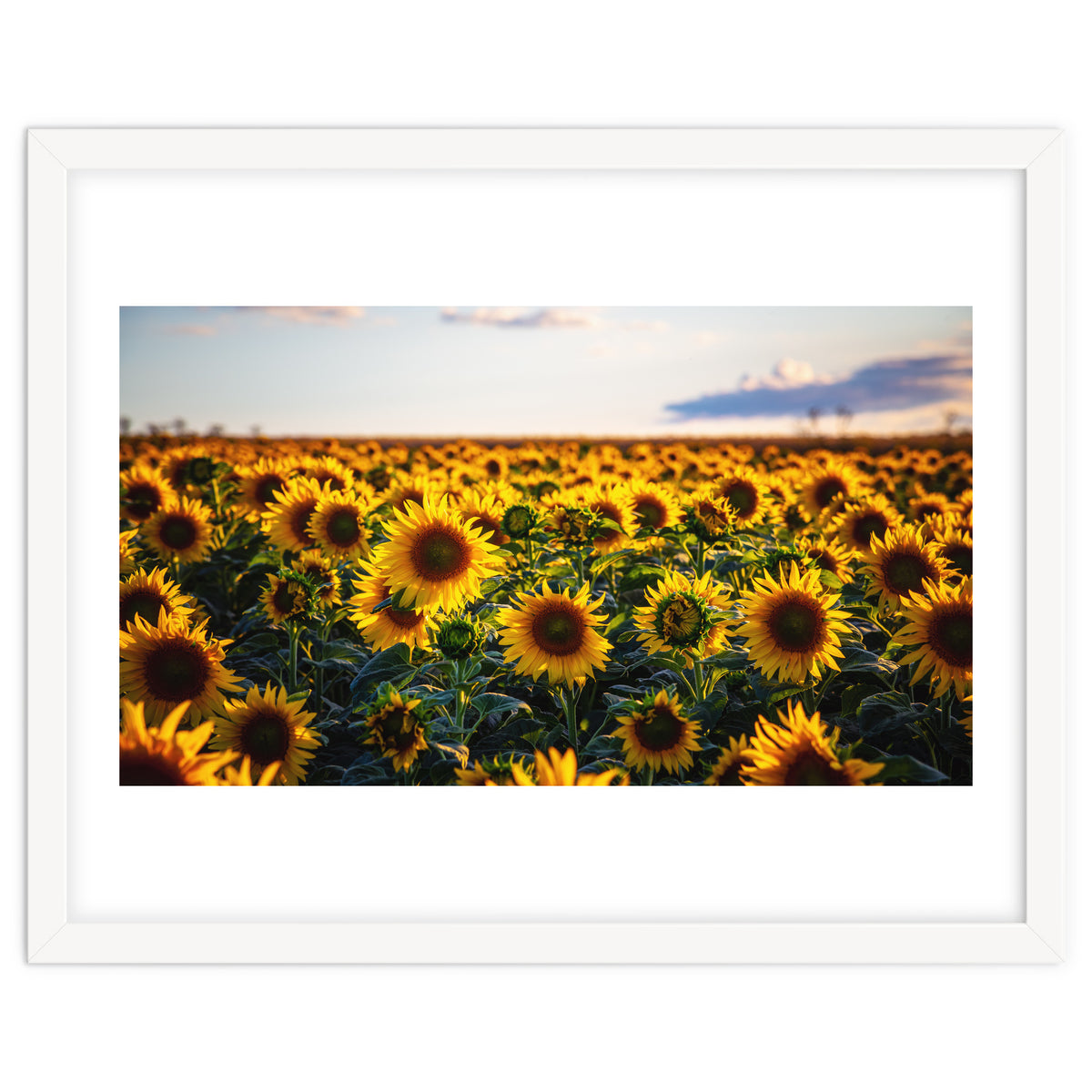 Summer Sunflowers