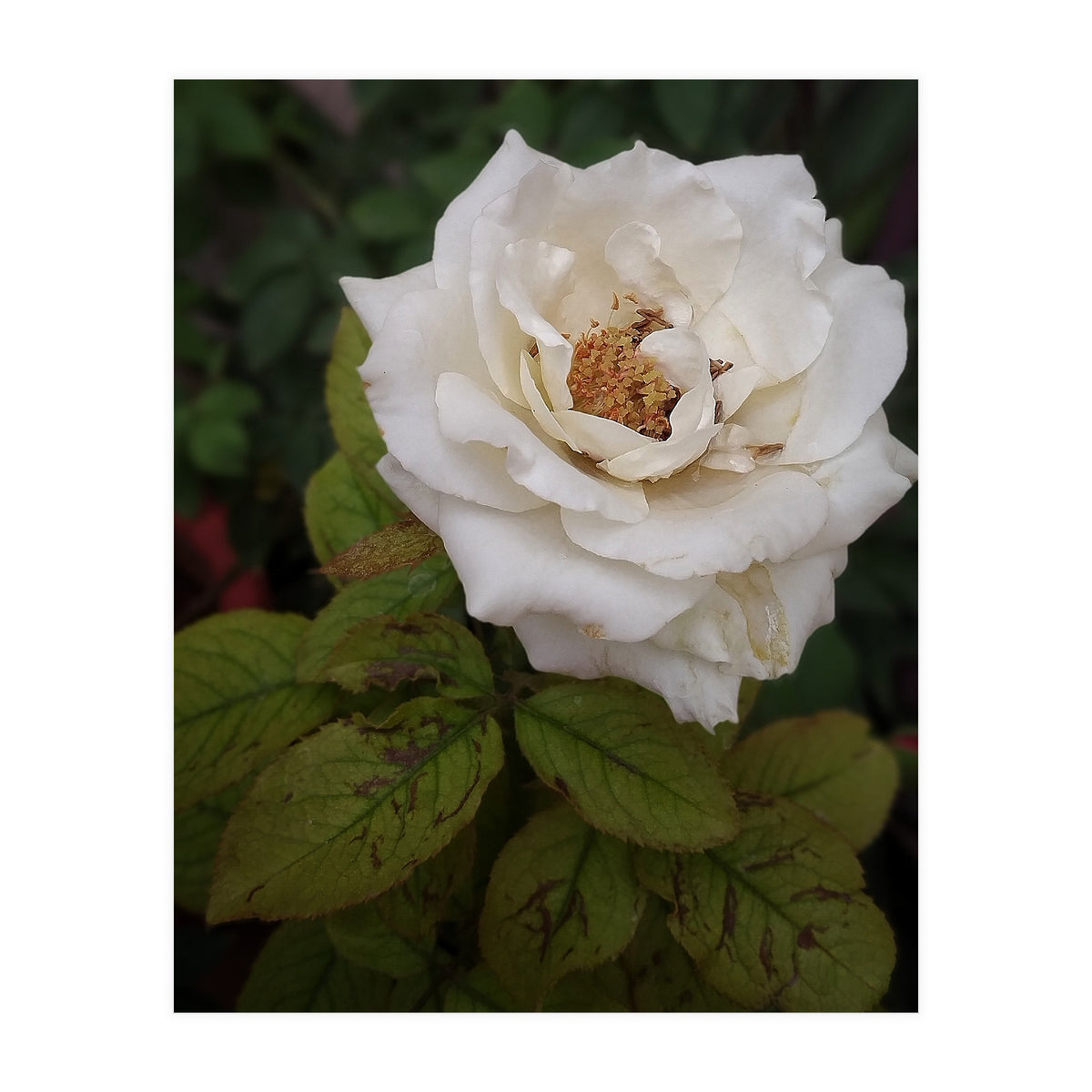 Fabulous White Rose Garden (Print Only)