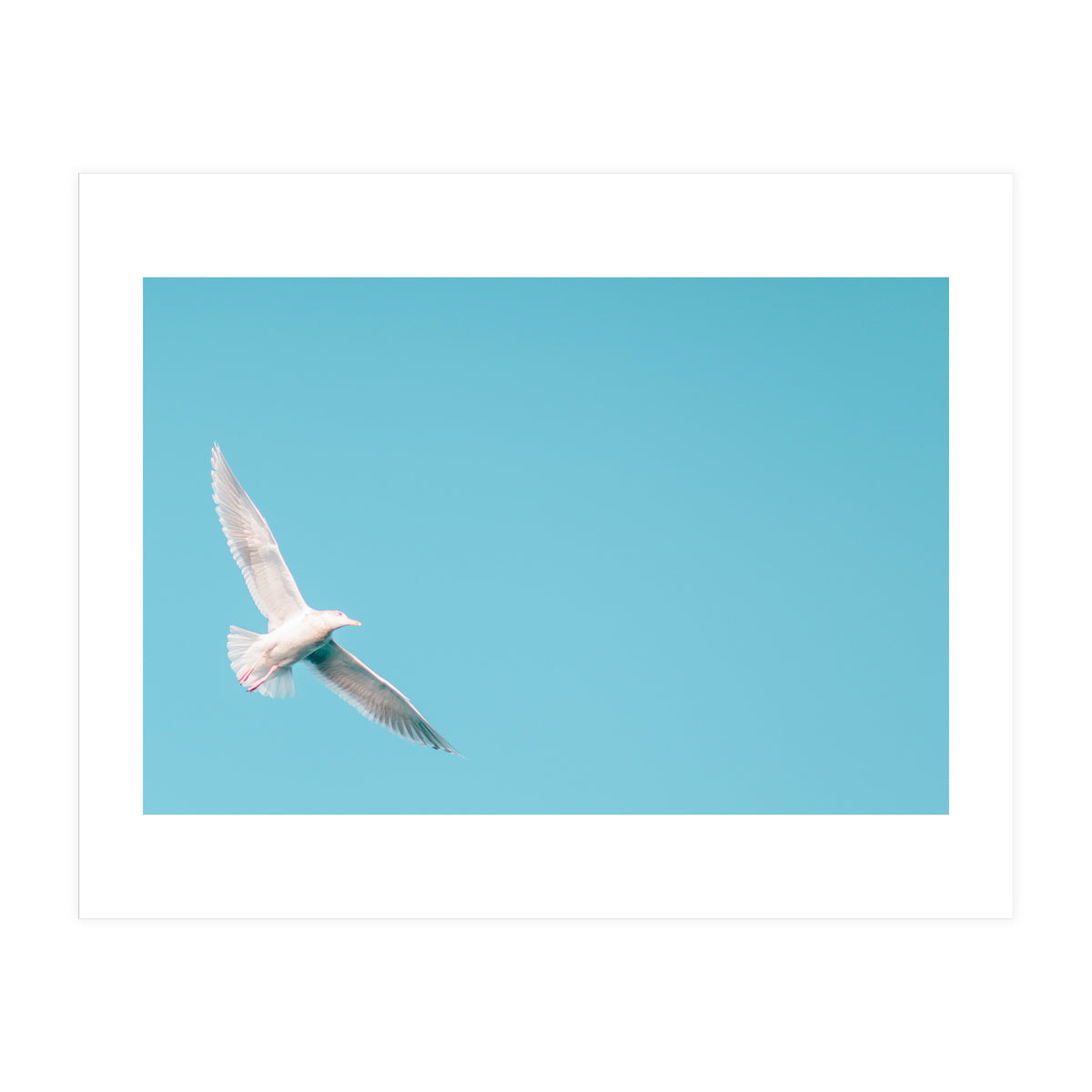 Seagull (Print Only)