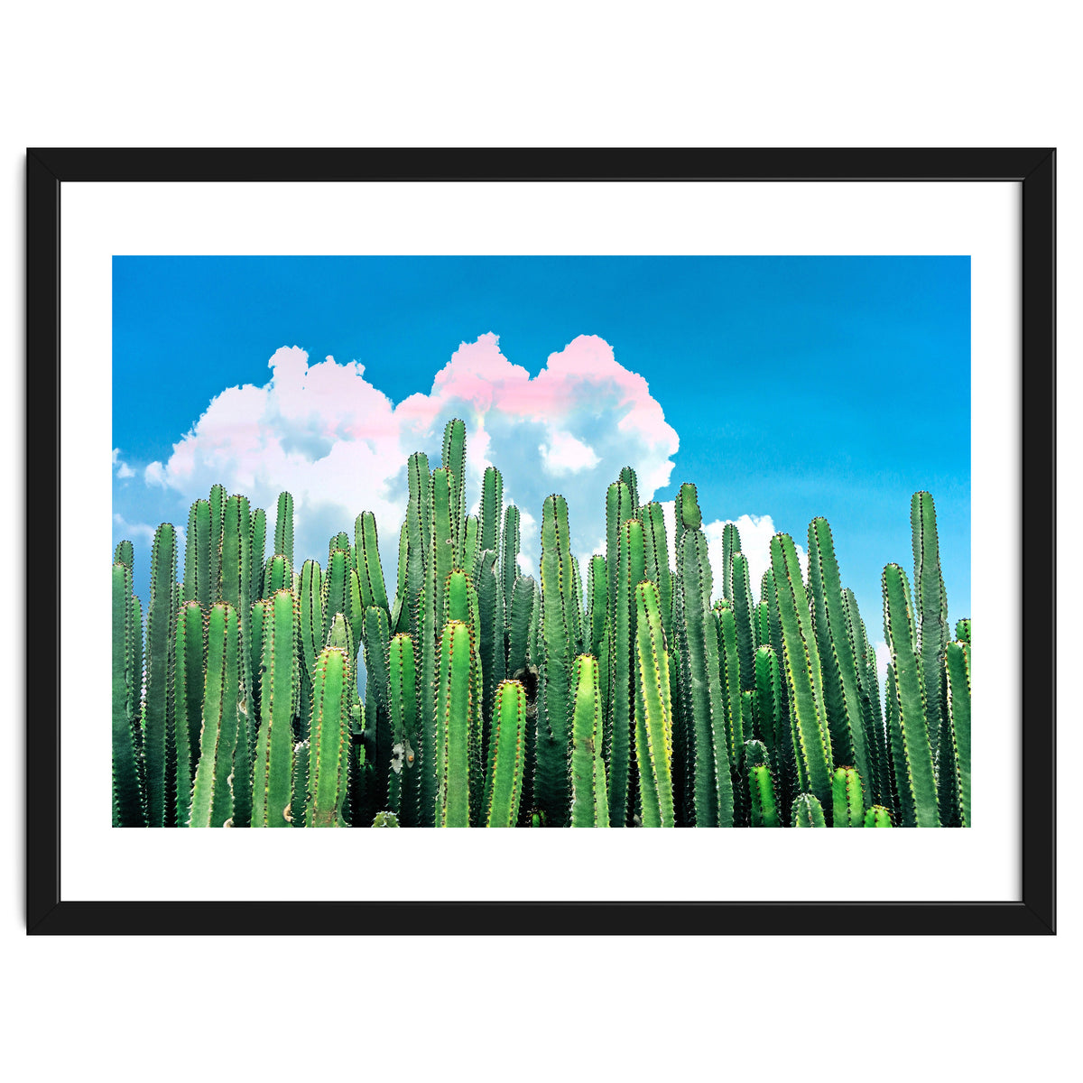 Cactus Summer
