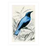 Square-tailed drongo illustrated (Print Only) thumbnail