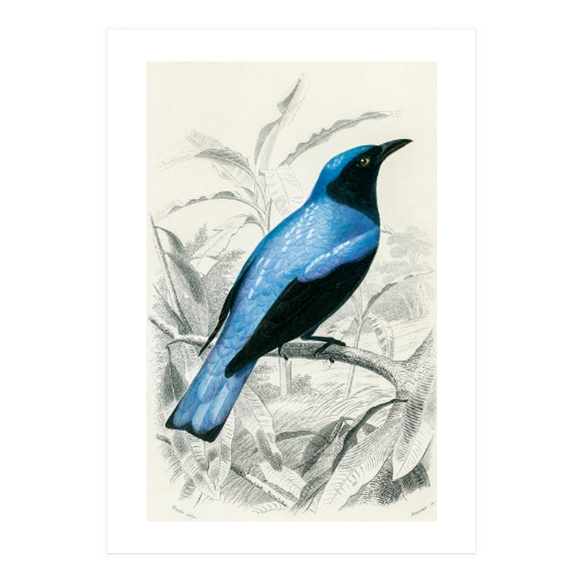 Square-tailed drongo illustrated (Print Only)
