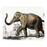 Asiatic elephant indicus illustrated (Print Only) thumbnail