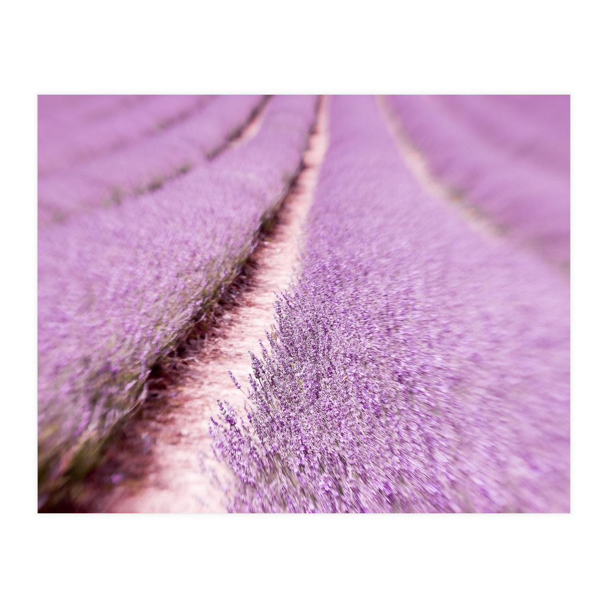 Lilac Love (Print Only)